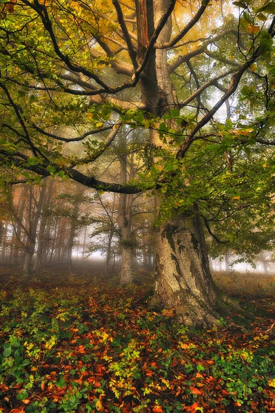 Floresta Outono Floresta Misteriosa Nas Montanhas Dos Cárpatos — Fotografia de Stock