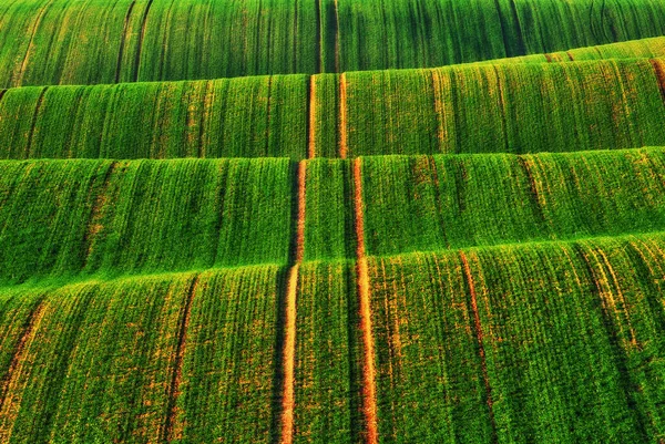 Campo Collinare Paesaggio Rurale Astratto Primavera Sfondi Tema — Foto Stock