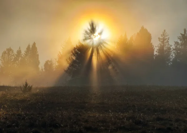 Jesienny Świt Promienie Słońca Przedostają Się Przez Drzewa — Zdjęcie stockowe