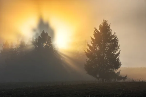秋の夜明け 太陽の光が木々の間を通り — ストック写真
