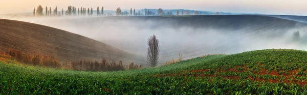 Hilly Field Matin Dans Champ Pittoresque Paysage Rural — Photo