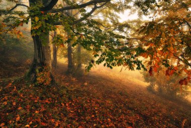 Sonbahar ormanı. Gizemli bir ormanda sabah sisi