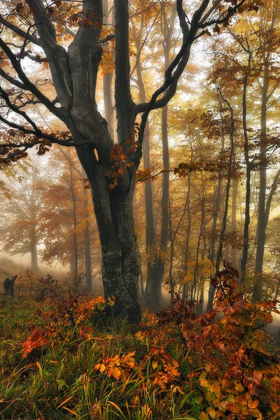 Φθινοπωρινό Δάσος Πρωινή Ομίχλη Ένα Μυστηριώδες Δάσος — Φωτογραφία Αρχείου