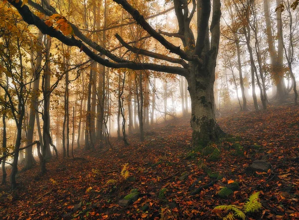 Forêt Automne Brouillard Matinal Dans Une Forêt Mystérieuse — Photo