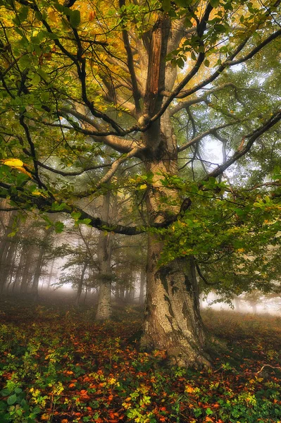 Осенний Лес Утренний Туман Таинственном Лесу — стоковое фото