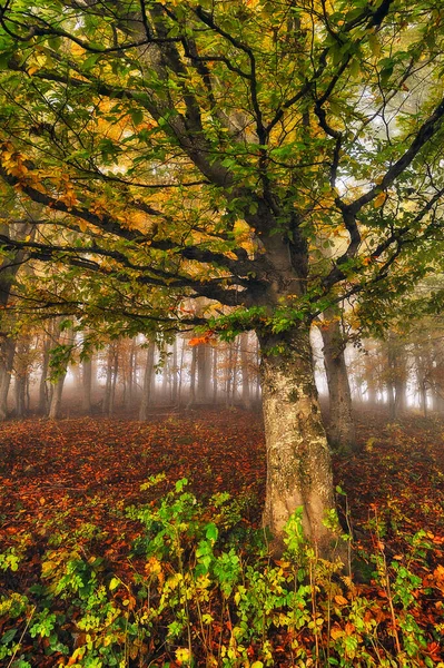 秋の森 不思議な森の中の朝の霧 — ストック写真