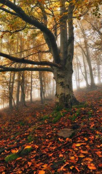秋の森 不思議な森の中の朝の霧 — ストック写真