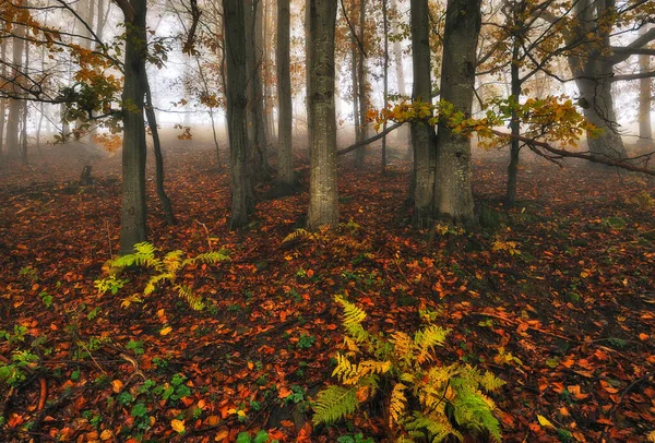 Höstskog Morgondimma Mystisk Skog — Stockfoto
