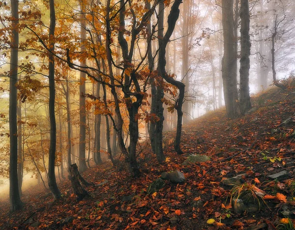 Floresta Outono Nevoeiro Manhã Uma Floresta Misteriosa — Fotografia de Stock