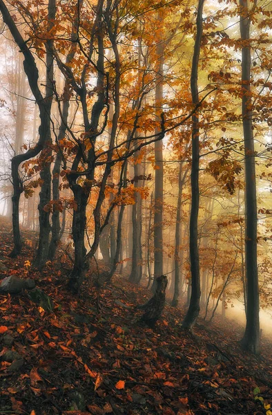 Herfstbos Ochtendmist Een Mysterieus Bos — Stockfoto