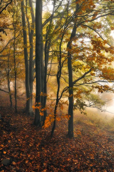 Jesienny Las Poranna Mgła Tajemniczym Lesie — Zdjęcie stockowe