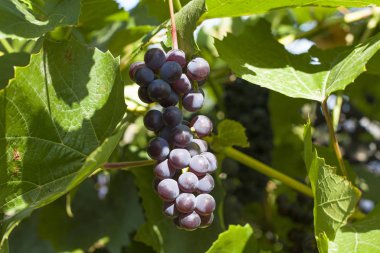 Bir demet mavi üzüm Isabella.