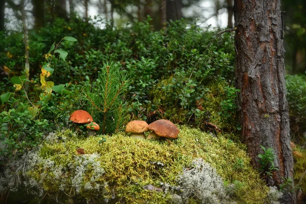 Mushroom family in a forest glade in the taiga