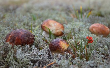 Beyaz yosun üzerinde mantar ailesi