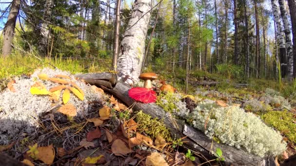秋の森の中のキノコの家族グレード — ストック動画