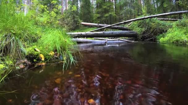 Fluxo Nas Florestas Selvagens Floresta — Vídeo de Stock