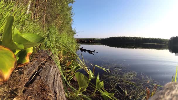 Lago Florestal Densas Florestas Taiga — Vídeo de Stock