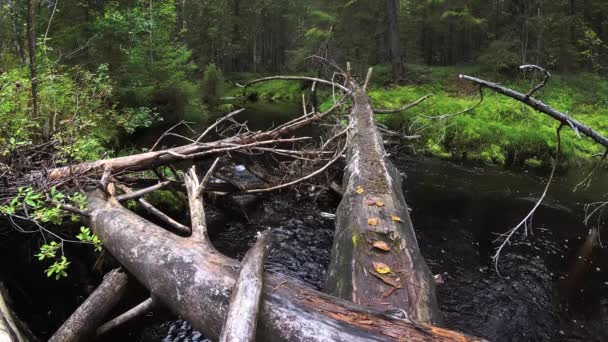 Strömma Skogens Vildmark — Stockvideo