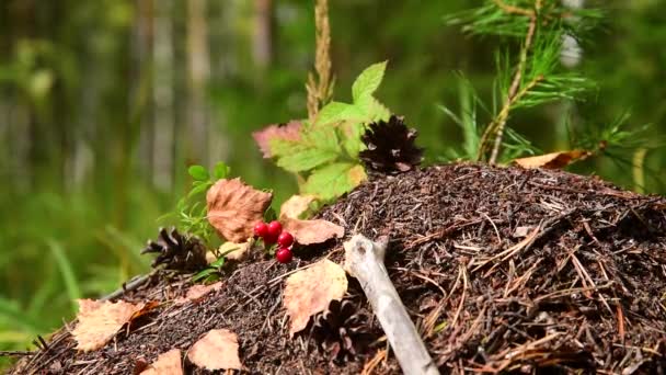 Een Mierenhoop Diep Het Taiga Dennenbos — Stockvideo
