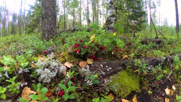 Lingonberry Meadow Taiga Pine Forest — Stock Video