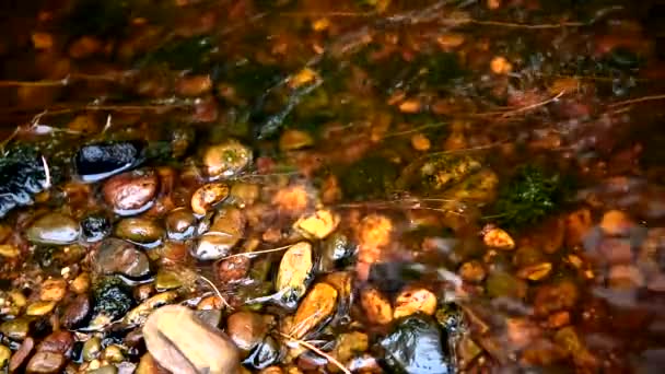 Лесной Ручей Скалистый Каток — стоковое видео
