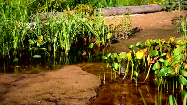 Arroyo Forestal Entre Vegetación Pantanosa — Vídeos de Stock