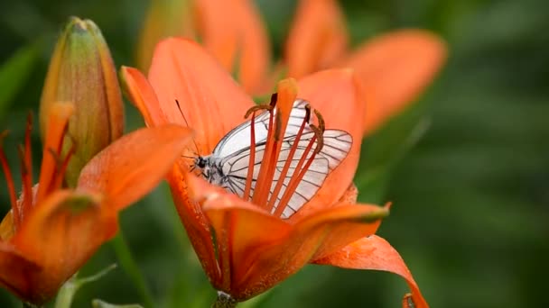 Mariposa Blanca Una Flor Lirio Verano Recoge Néctar Insectos Trabajo — Vídeos de Stock