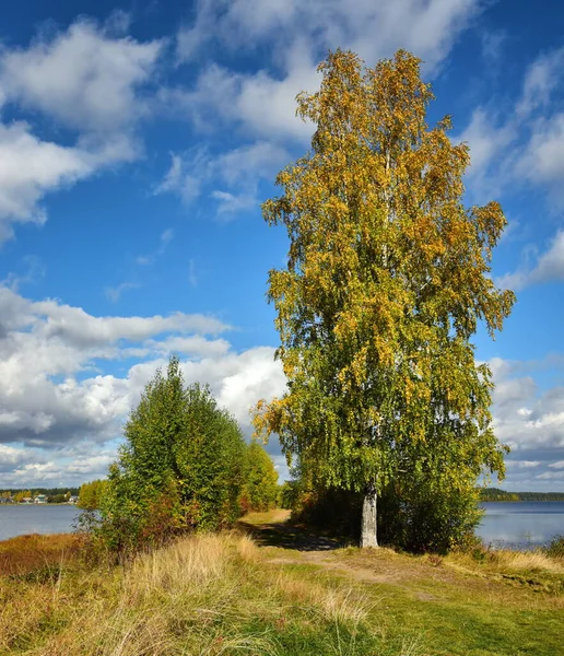 Yalnız Huş Ağacı Bir Sonbahar Gölünün Kıyısında Ağaçların Gölgesinin Altından — Stok fotoğraf