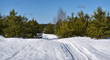Parlak güneşli bir ormanda yemyeşil çam ağaçları, beyaz bulutlu mavi bir gökyüzüne karşı eriyecek..