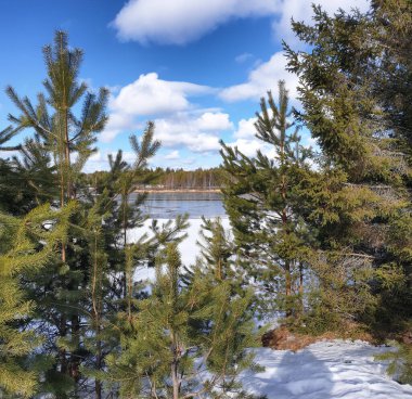 Parlak güneşli bir ormanda yemyeşil çam ağaçları, beyaz bulutlu mavi bir gökyüzüne karşı eriyecek..
