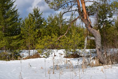 Parlak güneşli bir ormanda yemyeşil çam ağaçları, beyaz bulutlu mavi bir gökyüzüne karşı eriyecek..