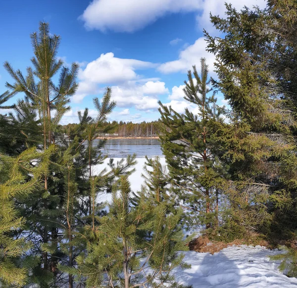 Parlak güneşli bir ormanda yemyeşil çam ağaçları, beyaz bulutlu mavi bir gökyüzüne karşı eriyecek..