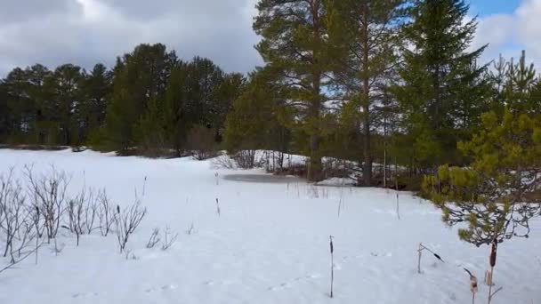 Vinterpanorama Över Tallskog Den Ljusa Solens Strålar Den Blå Himlens — Stockvideo