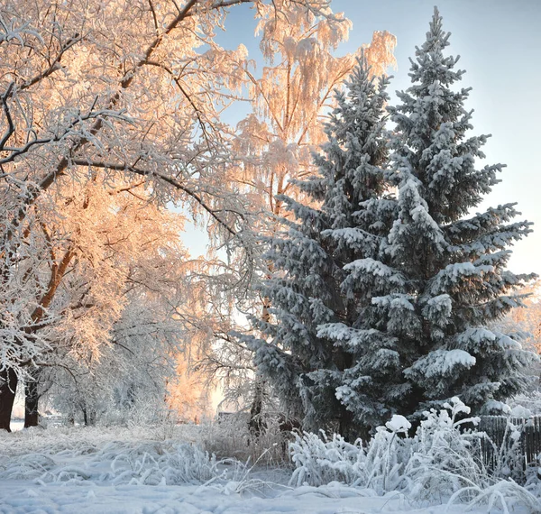 Заморожені Білі Гілки Заморожені Дерева Холодному Зимовому Парку Мороз Сонце — стокове фото