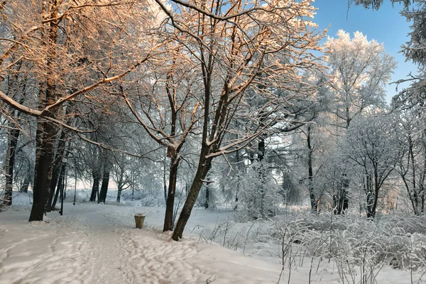 Branches Blanches Congelées Arbres Gelés Dans Parc Hiver Froid Froid — Photo