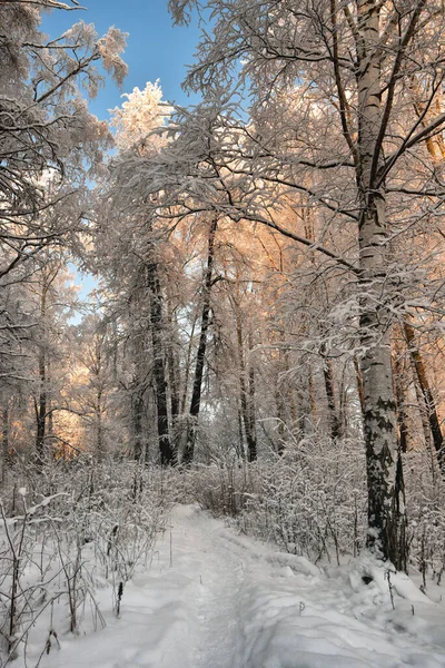 Branches Blanches Congelées Arbres Gelés Dans Parc Hiver Froid Froid — Photo