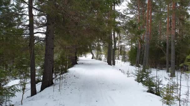 冬の松林の中の解凍後の雪と タイガの奥へと続く道 — ストック動画