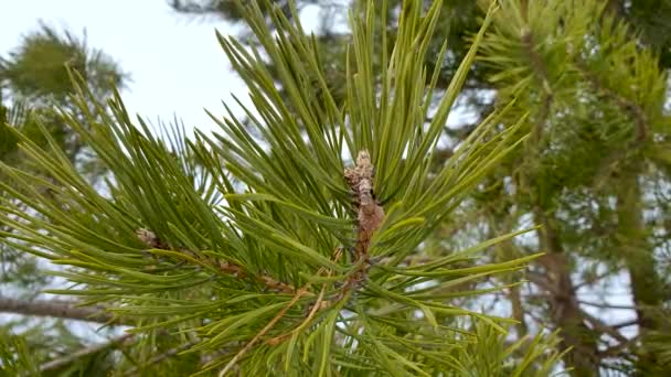 Green Pine Branch Buds Swaying Smoothly Wind — Stock Video