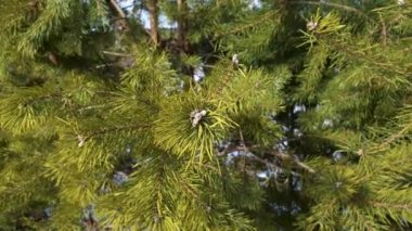 Tomurcuklu yeşil çam dalı, rüzgarda usulca sallanıyor.