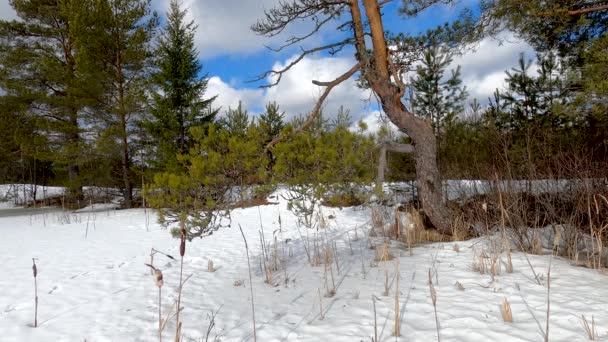 晴れた冬の天気の森の湖の端に松の木 雲と不毛の空の下で — ストック動画