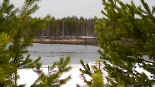 Frusen Sjö Tallgrenarnas Gap Bland Taigaskogarna Tidigt Våren — Stockvideo