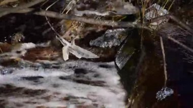 Fırtınalı küçük bir şelale ya da baharda küçük bir tayga nehrinin eşiği. Kırmızı su ve su sesi..