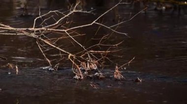 Çıplak dallar fırtınalı bir nehirde sallanır ve suyun basıncıyla sallanır..
