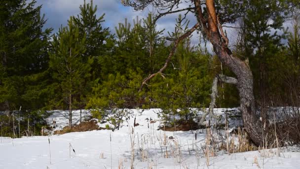 晴れた冬の天気の森の湖の端に松の木 雲と不毛の空の下で — ストック動画
