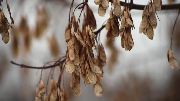 林登的花朵挂在树枝上 在寒冷的春风中摇曳 — 图库视频影像