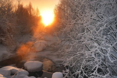 Donmuş beyaz dallar, soğuk bir kış parkında donmuş ağaçlar. Buz ve güneş.