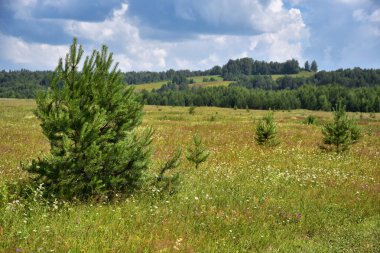 Yaz tarlaları, ormanlar ve çayırlar, parlak ve sıcak güneşin ve kabarık bulutların altında.