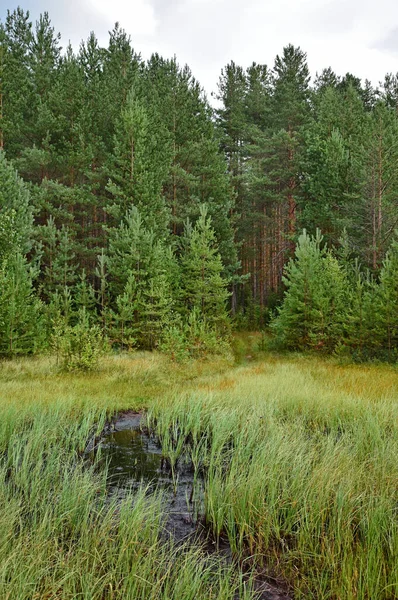 Pradera Soleada Bosque Pinos Brillante Día Verano Bajo Cielo Azul — Foto de Stock