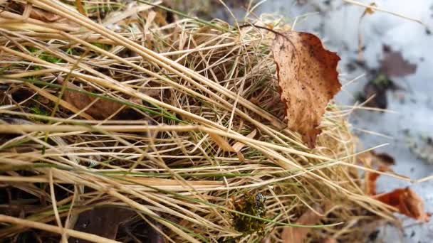 Trockenes Frühlingsgras Bei Tauwetter Unter Einem Großen Baum Und Die — Stockvideo