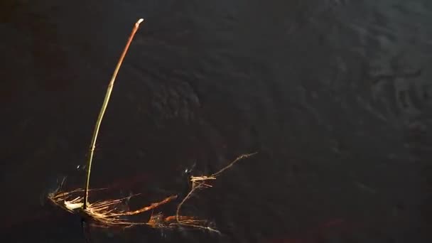 Suyun Içinde Altında Çimenler Kirli Kahverengi Suyla Hızlı Bir Kaynak — Stok video